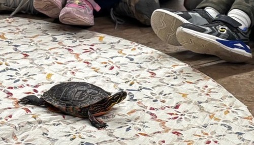 Evening Kids on the Farm