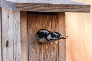 Woodpecker (Rona Neri)