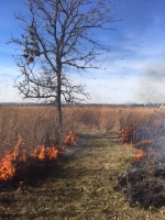 Prescribed burn fall 2017 (Photo: A.Dusick)