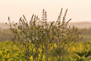 Wild baptisia in bloom (Rona Neri)