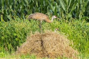 Sandhill crane (Rona Neri)