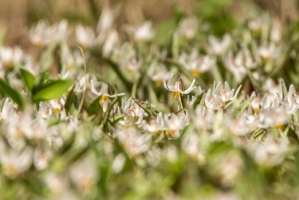 Trout lillies (Rona Neri)