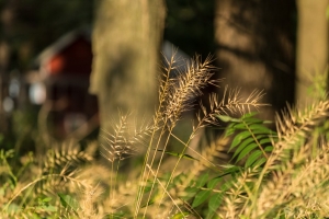 Bottle brush grass (Rona Neri) 