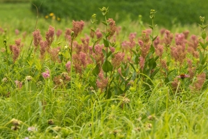 Queen of the prairie (Rona Neri)