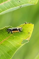 Tussock moth caterpillar (Rona Neri)