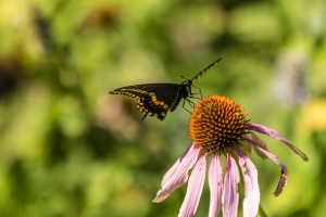 Black swallowtail butterfly & pale purple coneflower (Rona Neri)