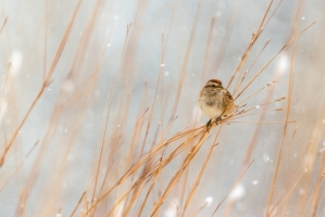 Winter scenes (Rona Neri)