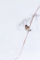 Winter scenes (Rona Neri)