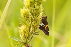 Butterfly on bush clover plant (Rona Neri)