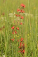 Royal catchfly (Rona Neri)