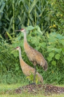 Sandhill crane (Rona Neri)