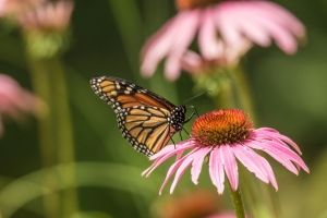 Monarch & pale purple coneflower (Rona Neri)