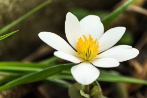 Bloodroot (Rona Neri)