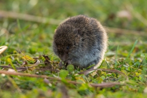 Vole (Rona Neri)