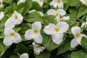 Large flowered trillium (Rona Neri)