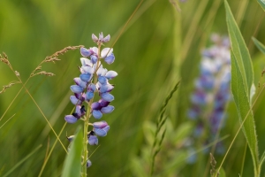 Wild lupine (Rona Neri)