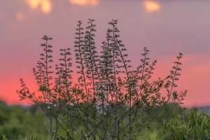 Wild baptisia at dusk (Rona Neri)